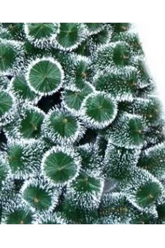 Brad de Craciun, Pin Nins 150cm